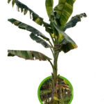 Banana Musa ‘THEP PHANOM’