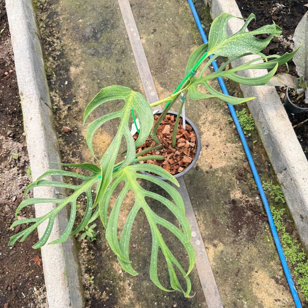 Monstera Burle Marx Flame Dilacerata | Rare Plant - Image 8