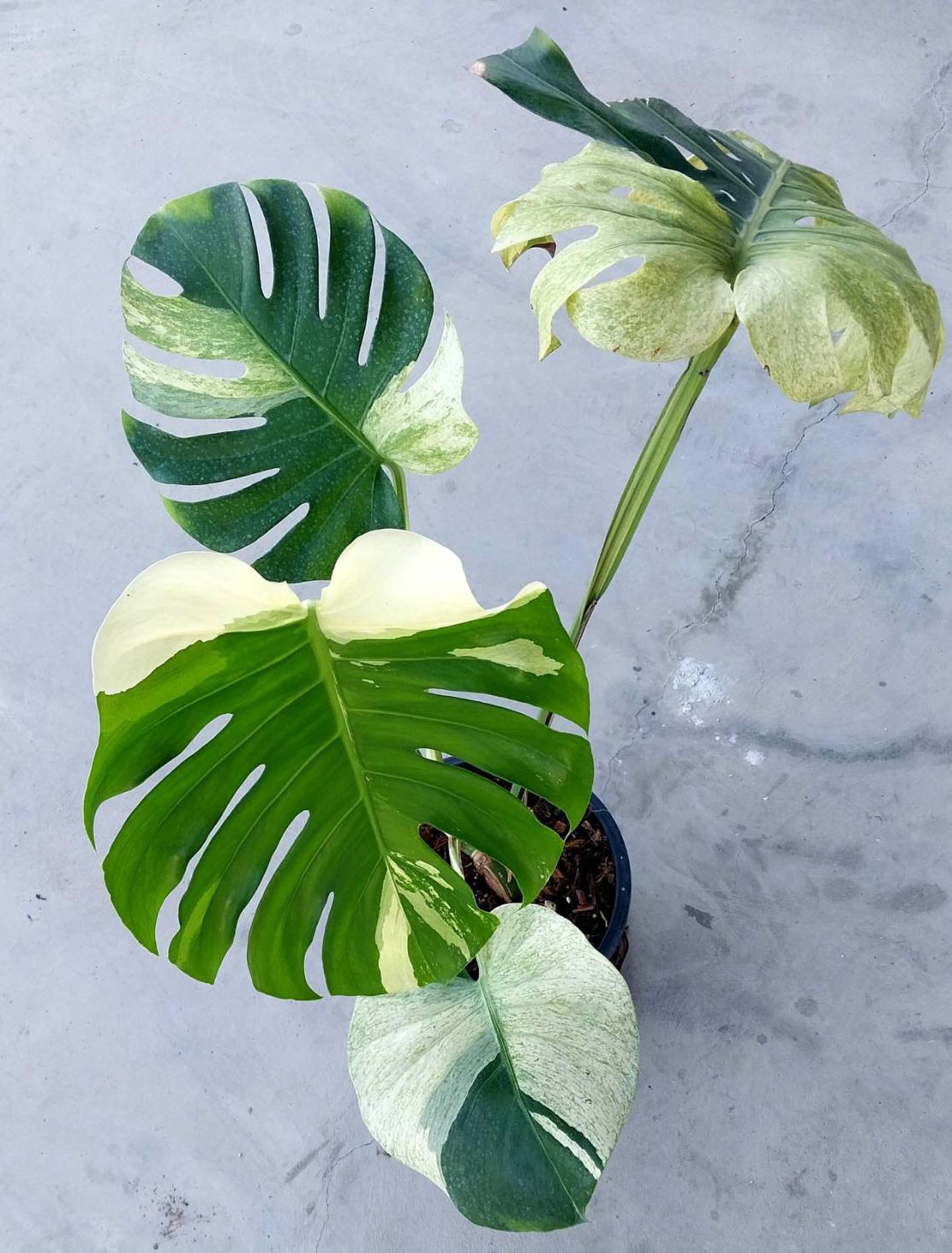 Rare Monstera Deliciosa Sphinx Mint Limited from Thailand on Sale