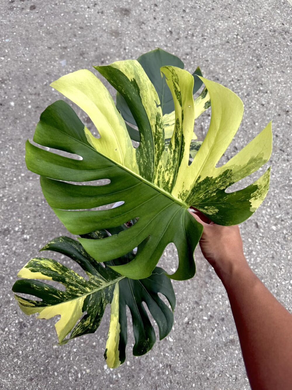 Monstera Deliciosa Yellow Marilyn Variegated 6" Pot - Image 7