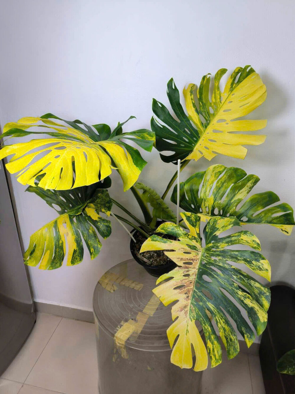 Monstera Deliciosa Yellow Marilyn Variegated 6" Pot - Image 6