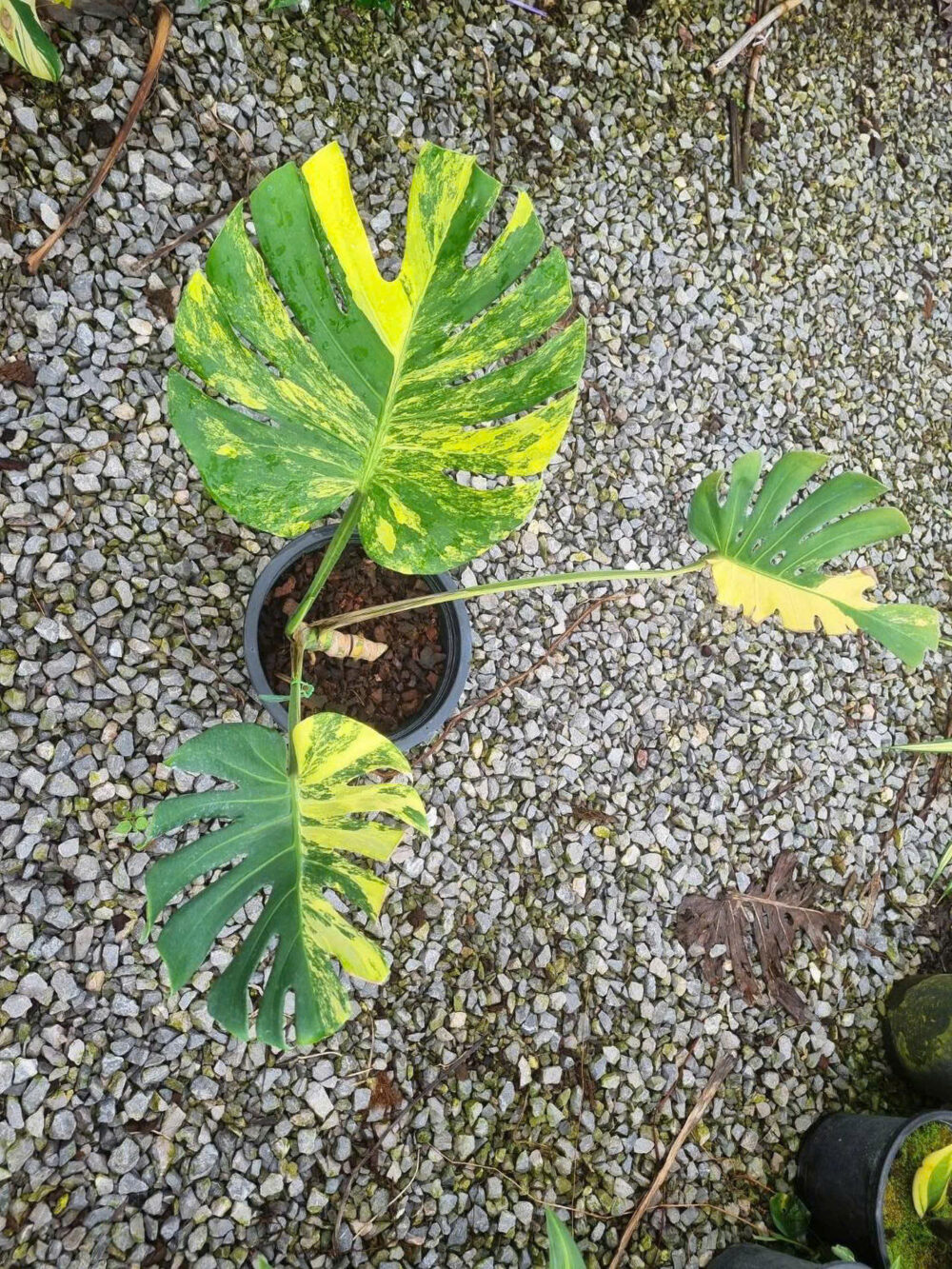 Monstera Deliciosa Yellow Marilyn Variegated 6" Pot - Image 3