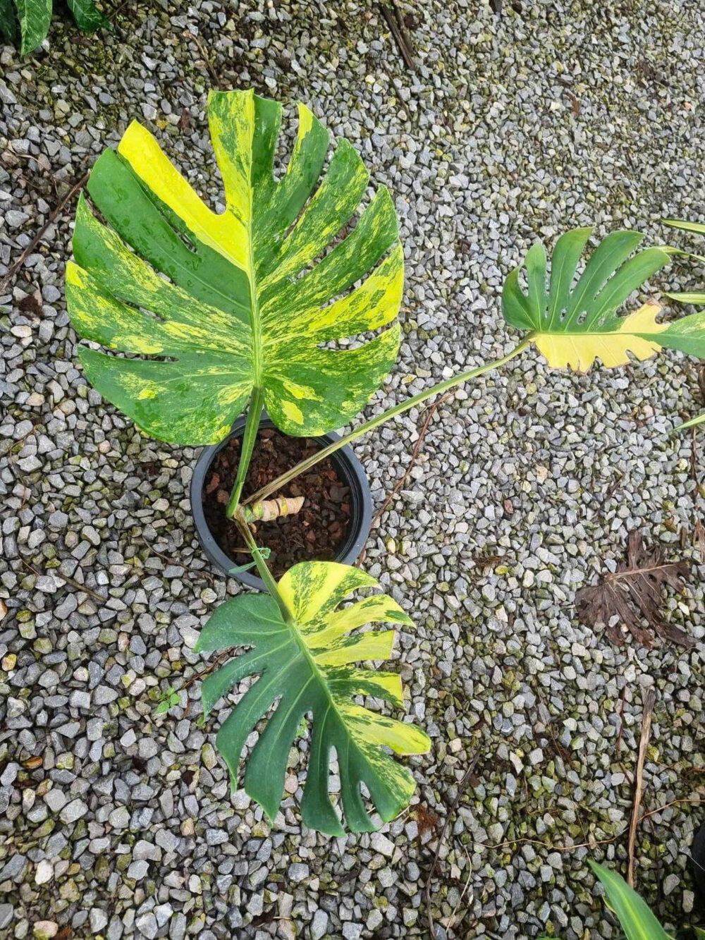 Monstera Deliciosa Yellow Marilyn Variegated 6" Pot - Image 4