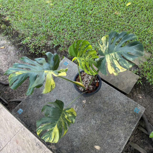 Monstera Deliciosa Yellow Marilyn Variegated