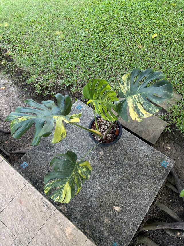 Monstera Deliciosa Yellow Marilyn Variegated - Actual plant Big Size