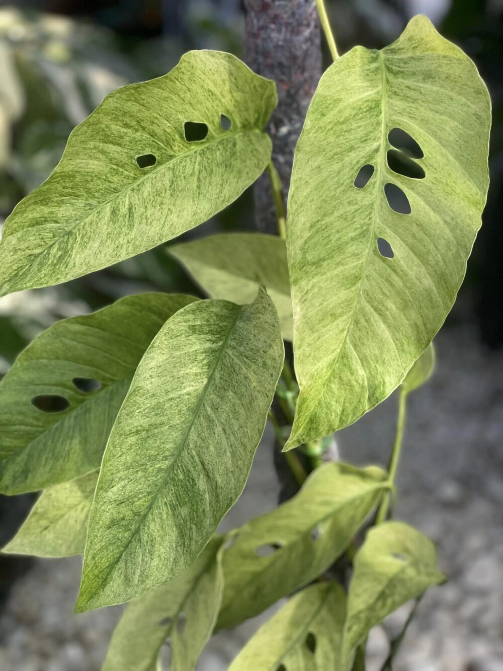 Monstera Laniata Mint