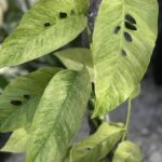 Monstera Laniata Mint