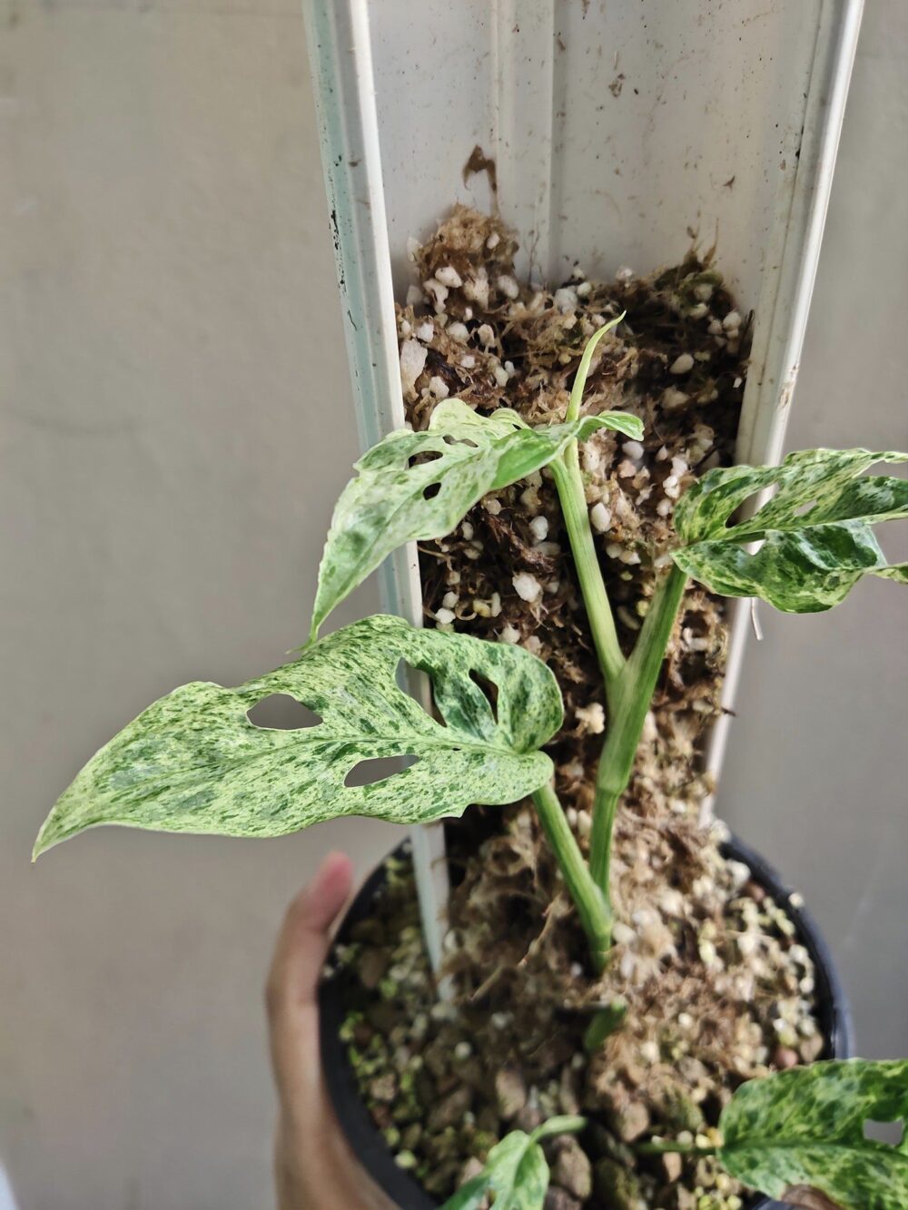 Monstera ‘Adansonii’ Mottled Variegation