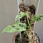 Monstera ‘Adansonii’ Mottled Variegation