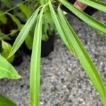 Philodendron Alternans