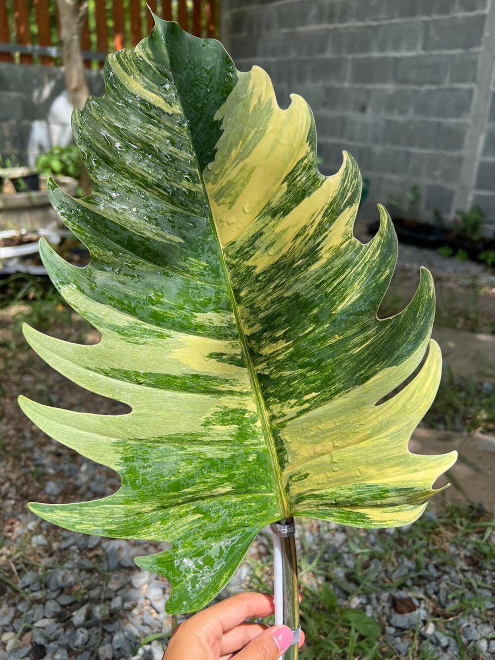 Philodendron Caramel Marble Variegated