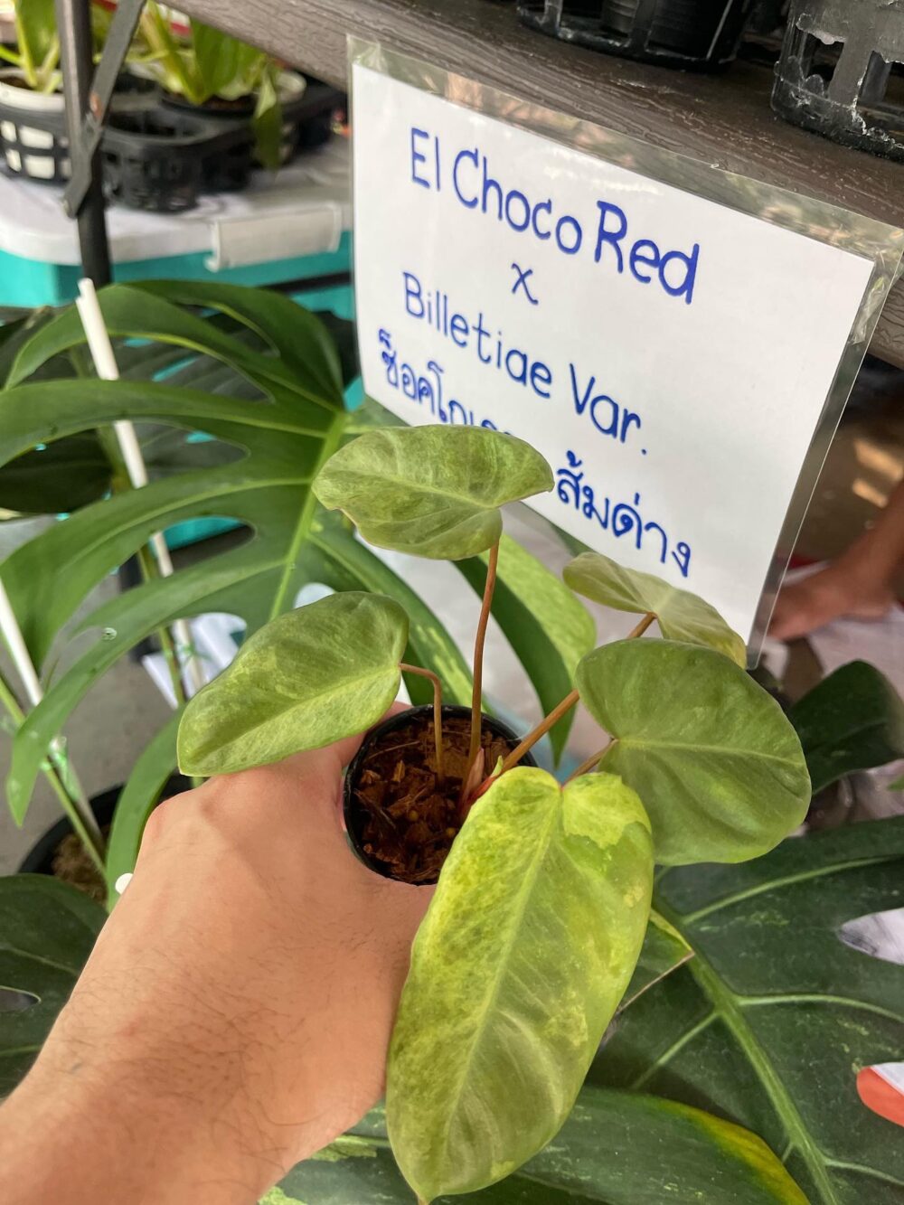 Philodendron El Choco Red x Billietiae Variegated Hybrid