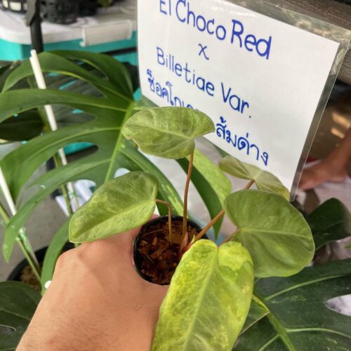 Philodendron El Choco Red x Billietiae Variegated Hybrid