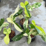Philodendron Florida Beauty X Paraiso Verde Variegated