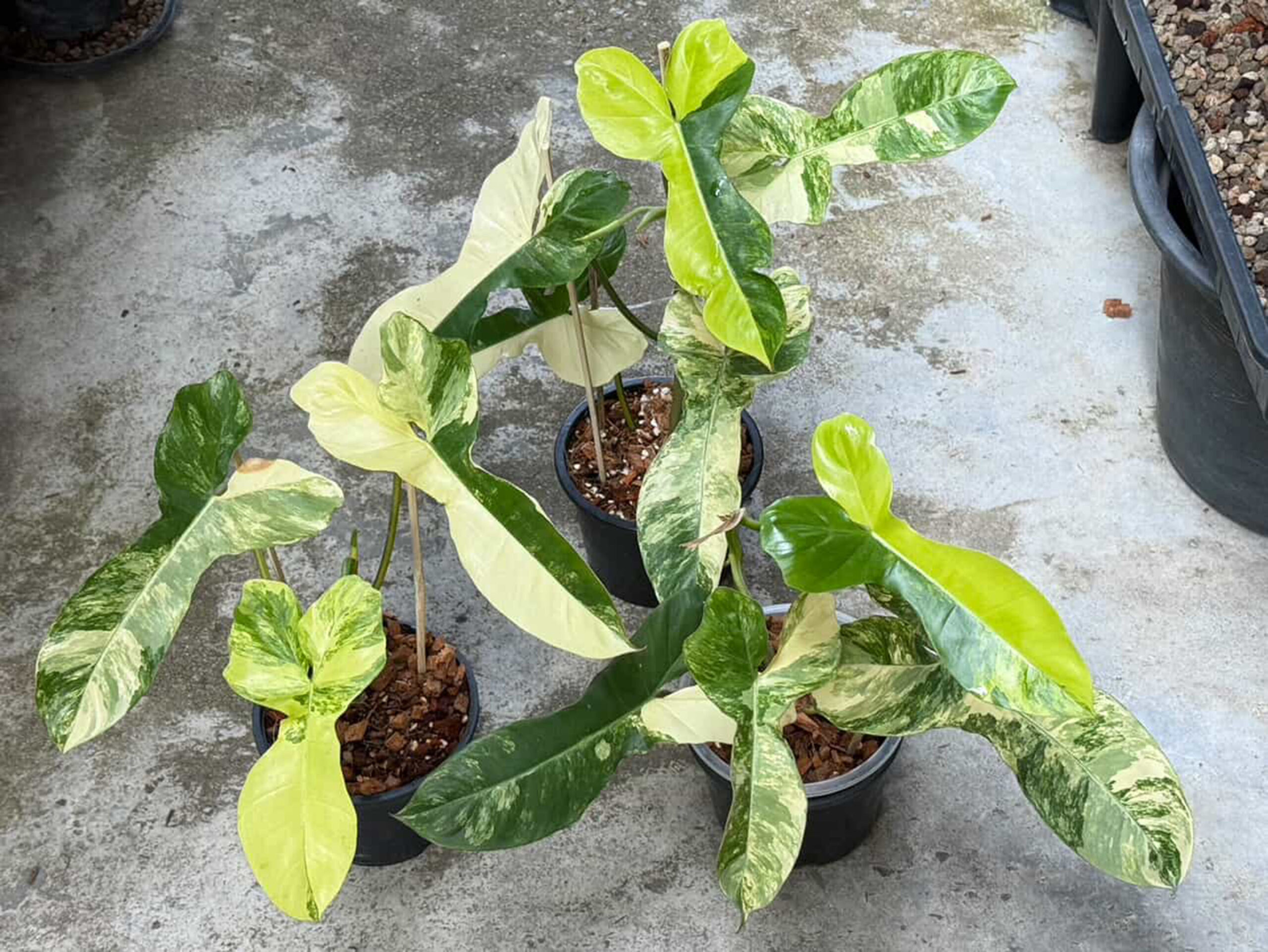Philodendron Florida Beauty X Paraiso Verde Variegated