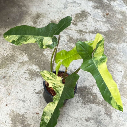 Philodendron Florida beauty x Billietiae Variegated, 6" pot