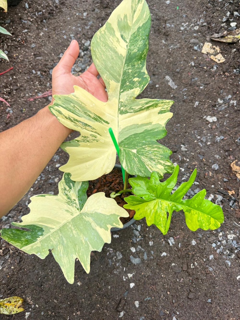 Philodendron Florida Beauty x Mayoi variegated