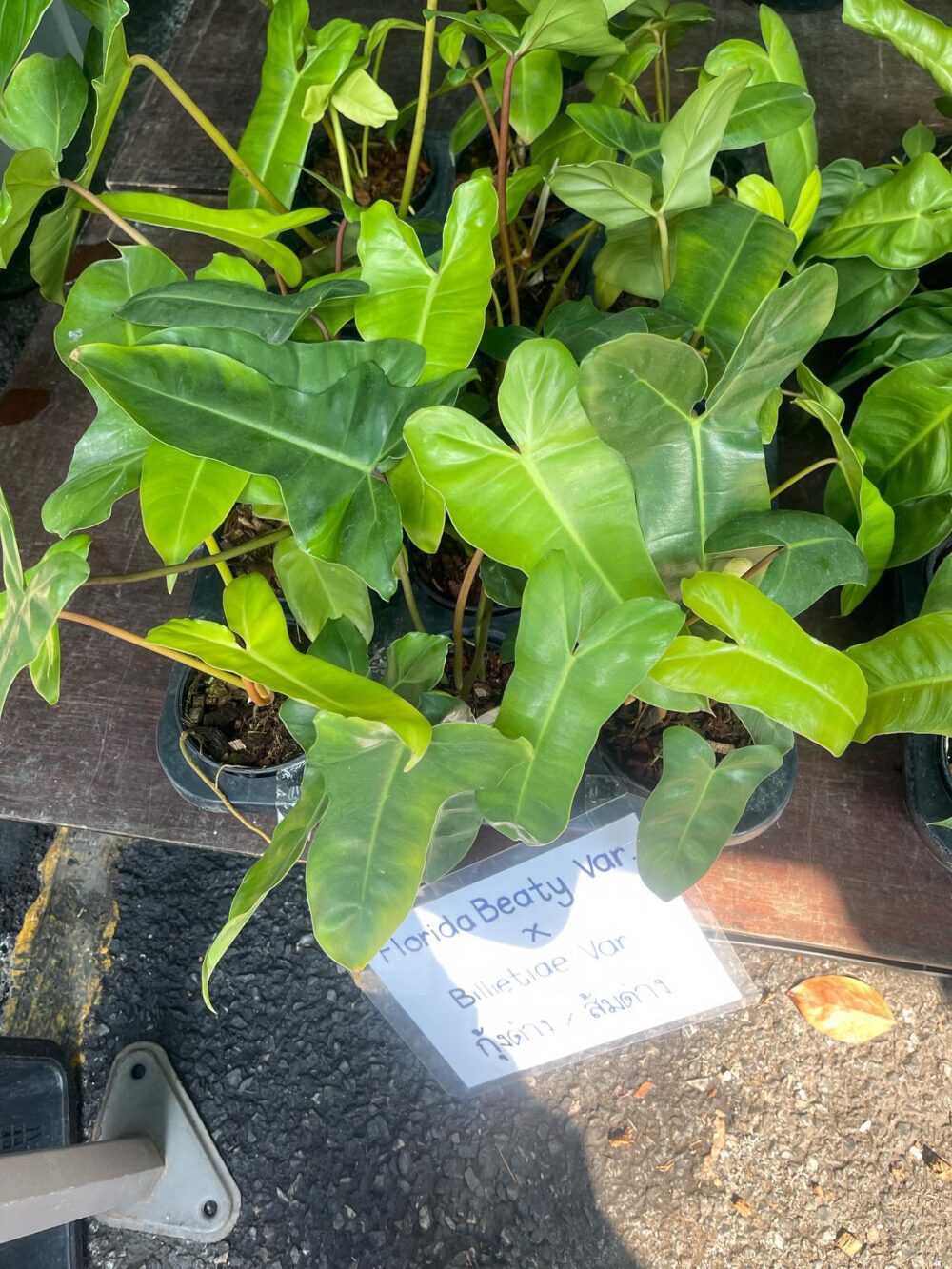 Philodendron Florida beauty x Billietiae Hybrid - Not Var