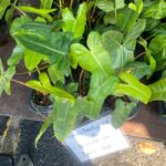 Philodendron Florida beauty x Billietiae Hybrid - Not Var
