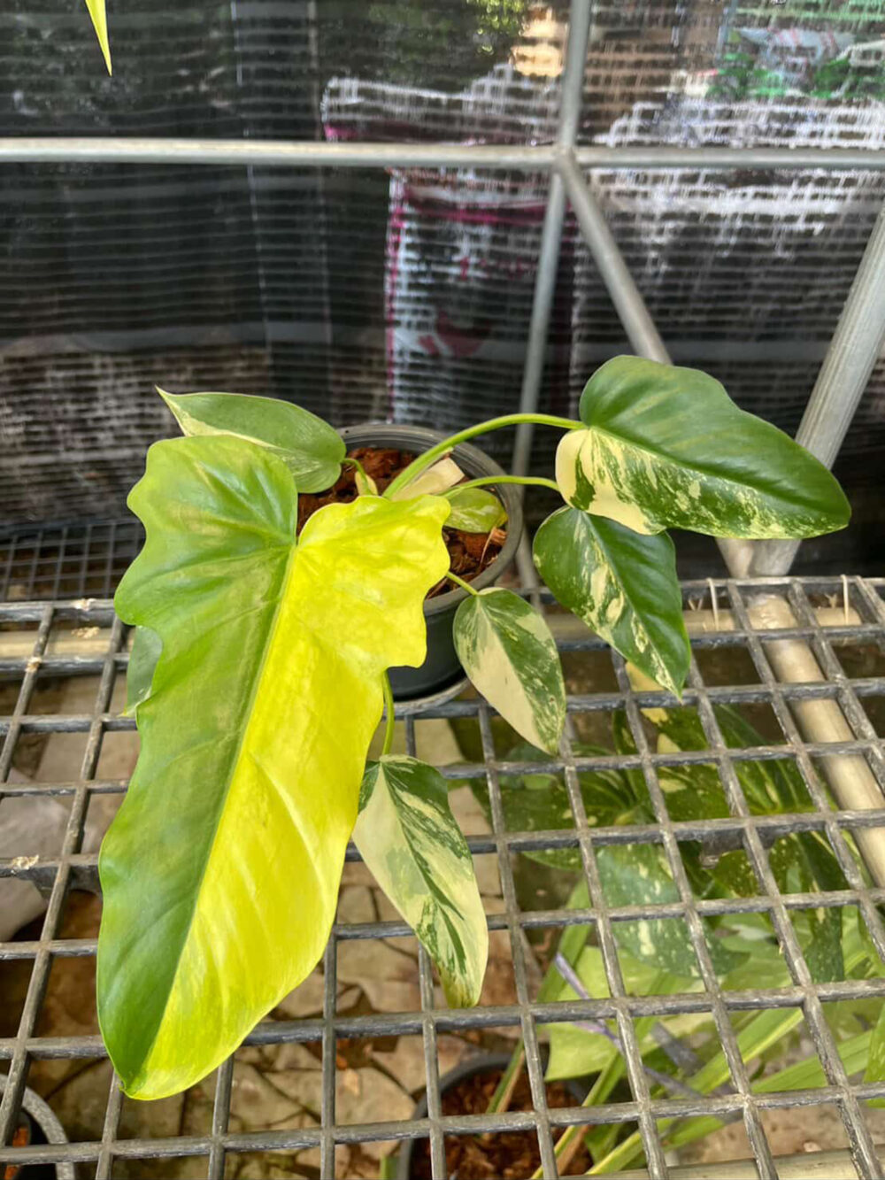 Philodendron Radiatum Variegated X Florida Beauty Variegated Hybrid - Image 2