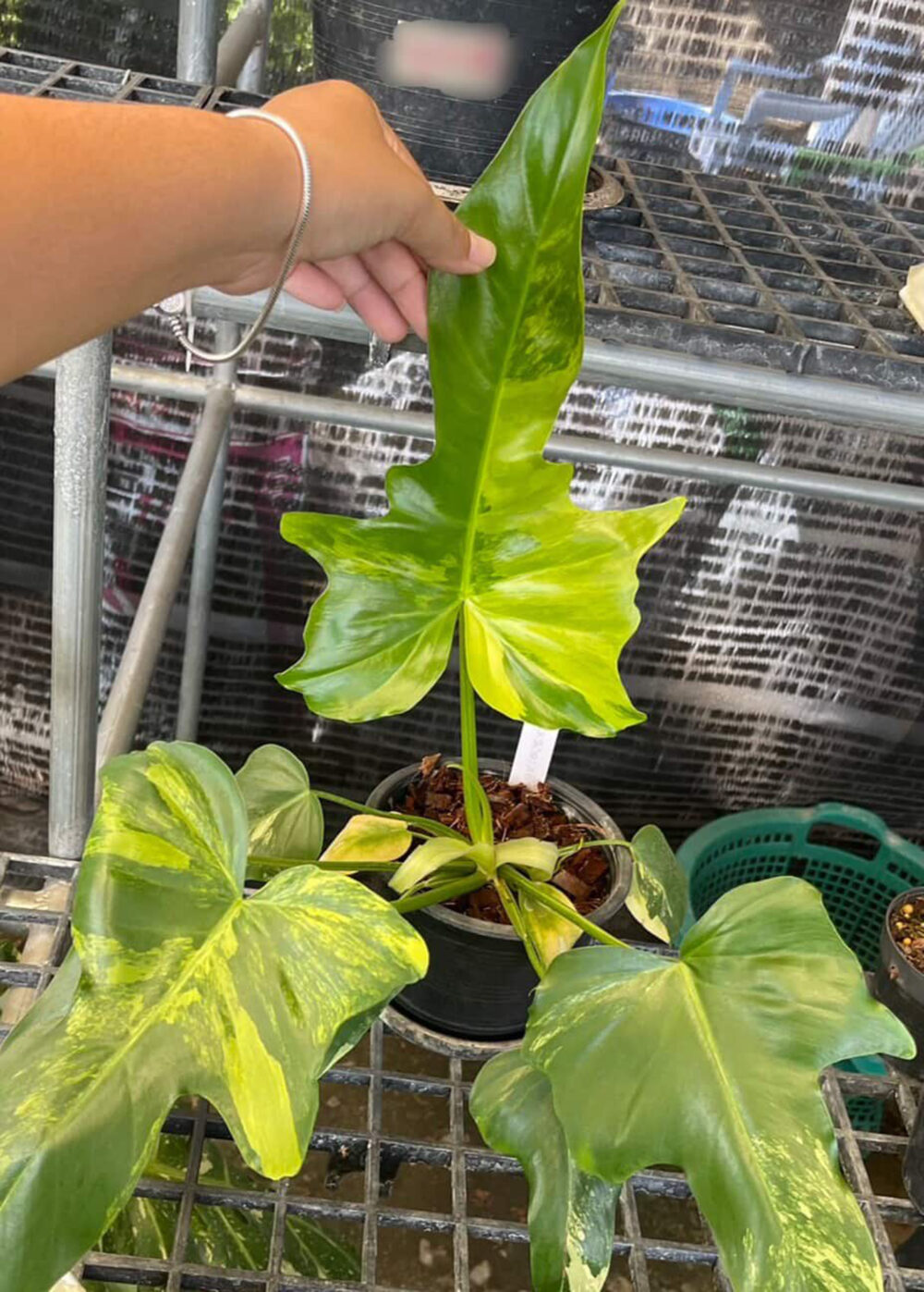Philodendron Radiatum Variegated X Florida Beauty Variegated Hybrid - Image 4
