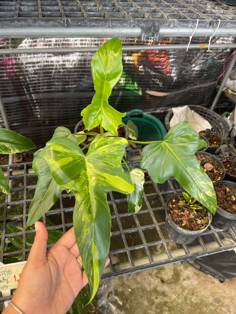 Philodendron Radiatum Variegated X Florida Beauty Variegated Hybrid - Image 3