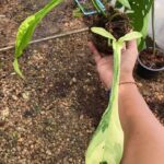 Philodendron Joepii Variegated