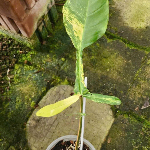 Philodendron Joepii Variegated