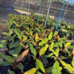 Philodendron Orange Marmalade