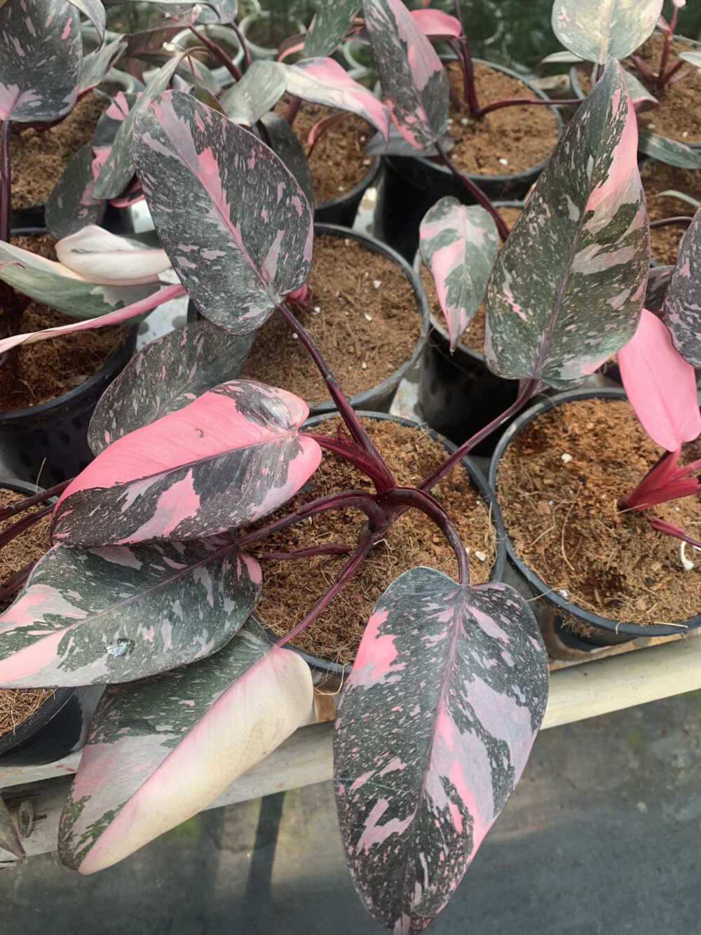 Philodendron Pink Princes Galaxy