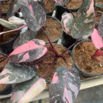 Philodendron Pink Princes Galaxy