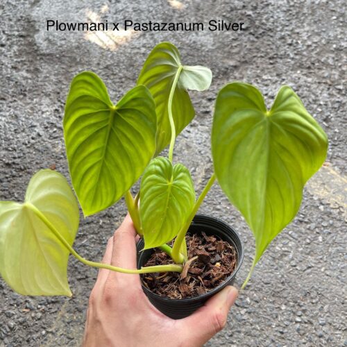 Philodendron Plowmanii x Pastazanum