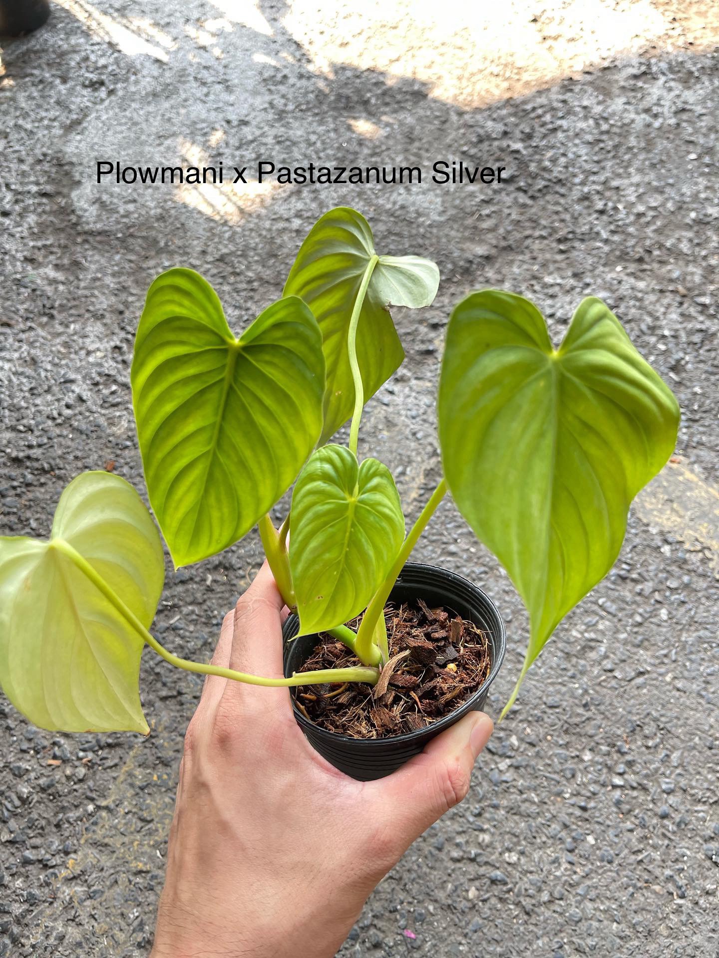 Philodendron Plowmanii x Pastazanum