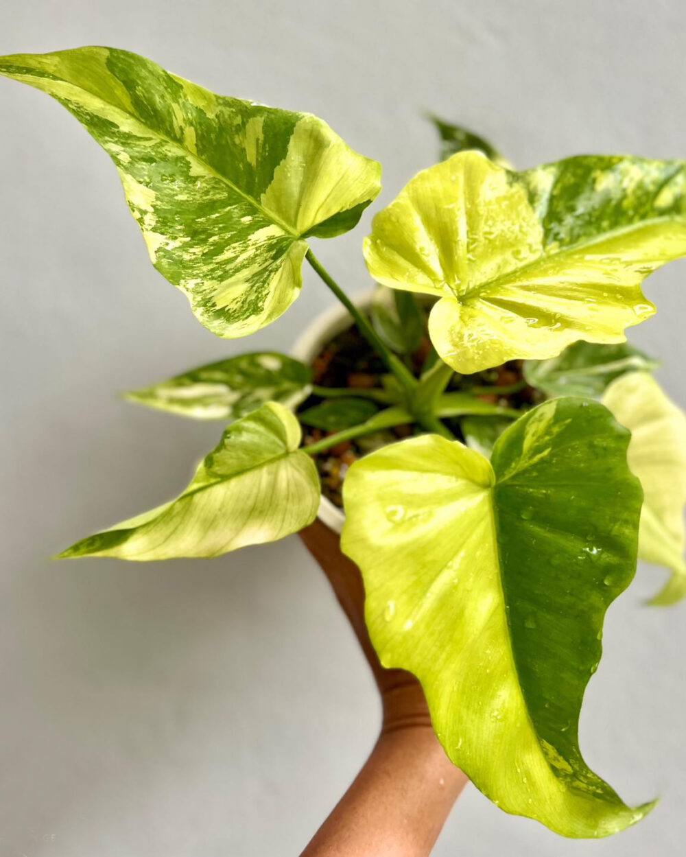 Philodendron Radiatum Variegated X Florida Beauty Variegated