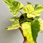 Philodendron Radiatum Variegated X Florida Beauty Variegated