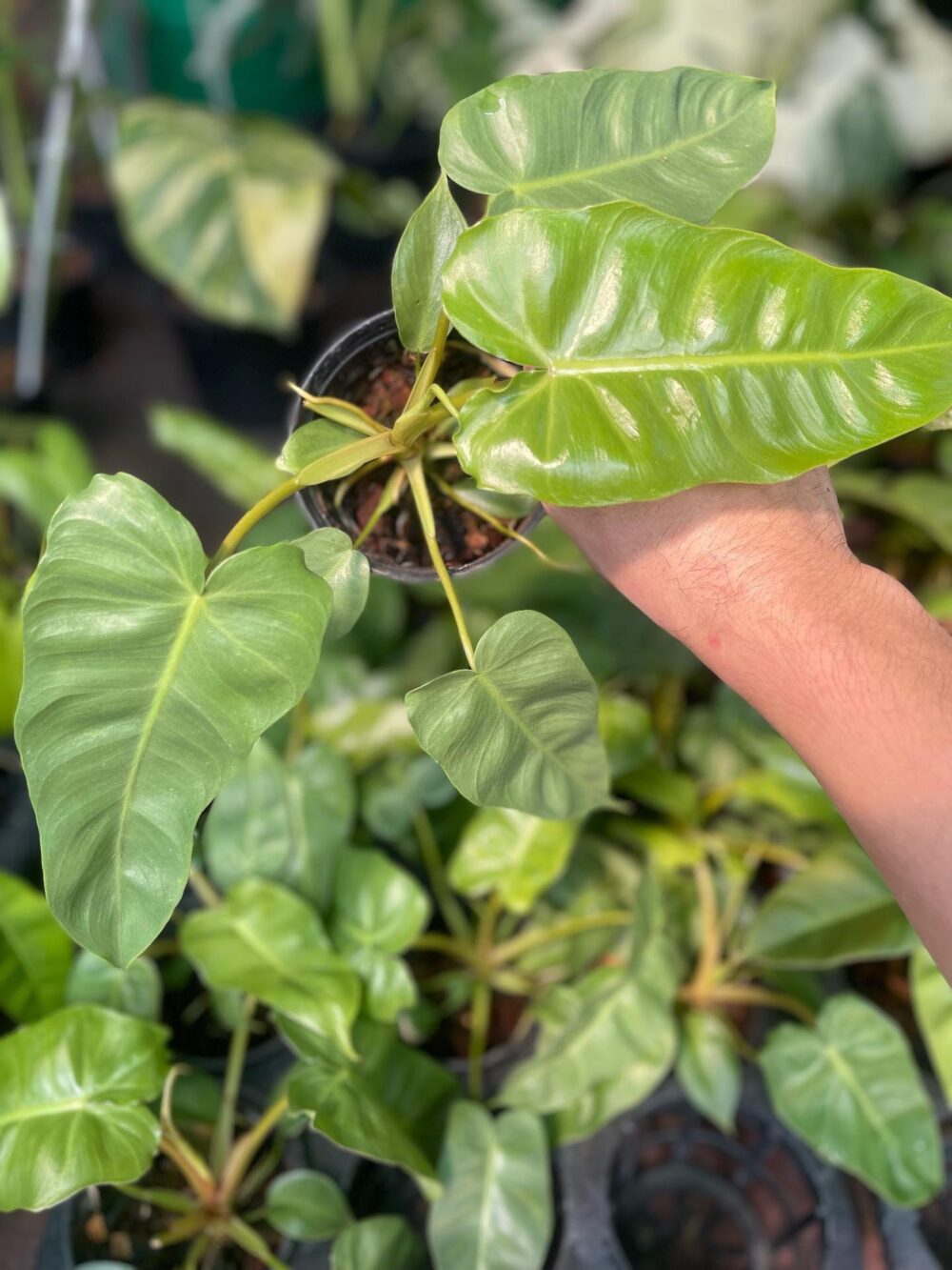 Philodendron Radiatum Variegated x Billietiae Variegated