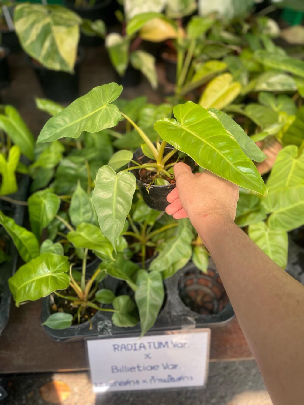 Philodendron Radiatum Variegated x Billietiae Variegated