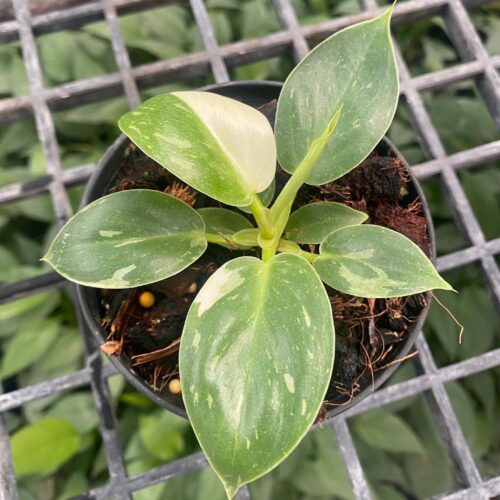 Philodendron melinonii white variegated