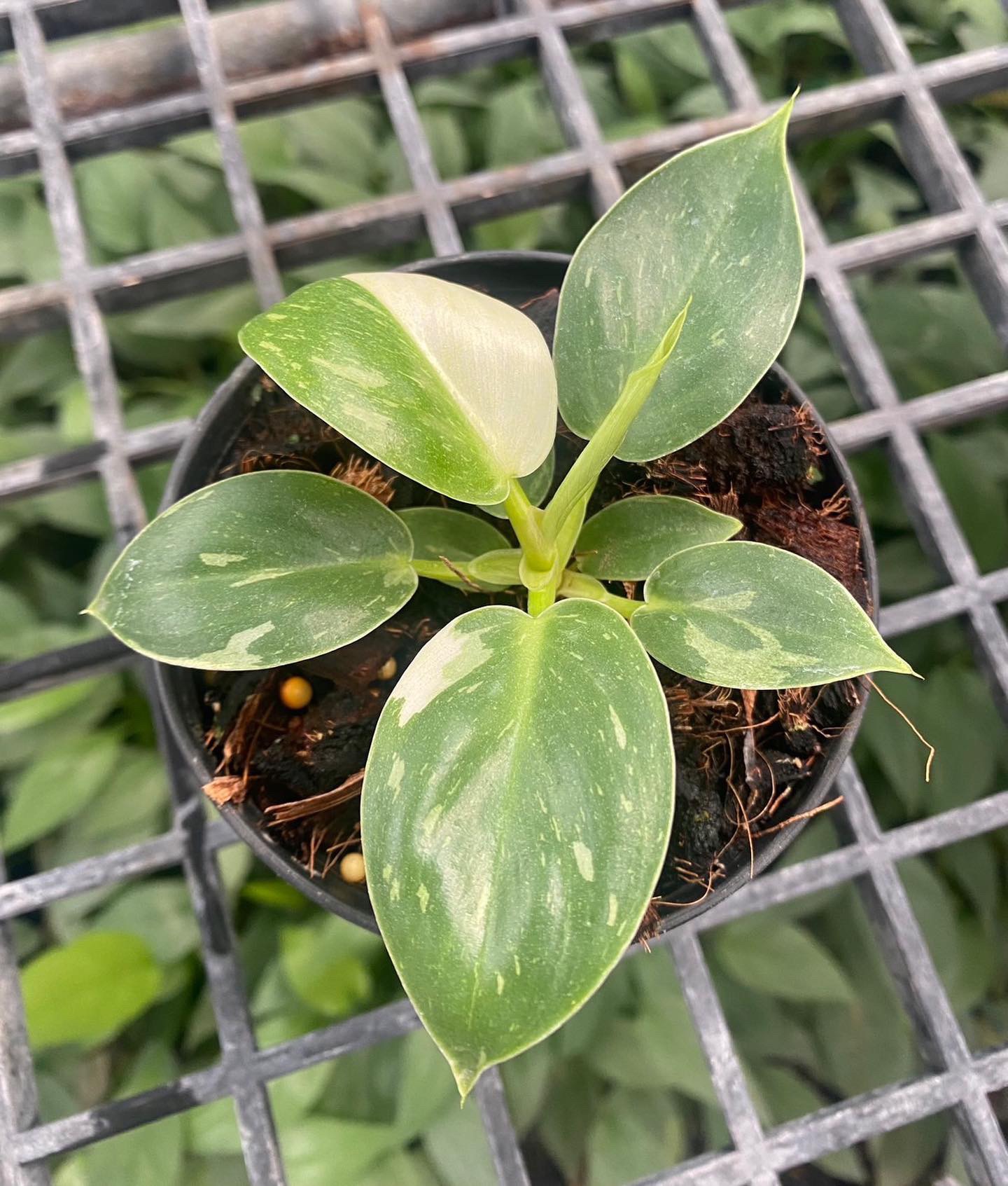 Philodendron melinonii white variegated