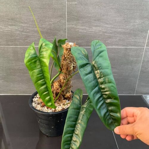 Philodendron sp Felix