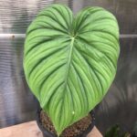 Philodendron sp colombia silver
