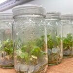 Syngonium Salmon Confetti