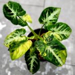 Syngonium Scrambled egg