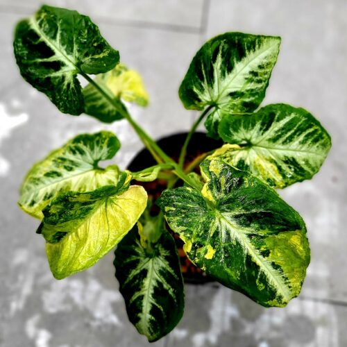 Syngonium Scrambled egg