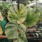 monstera thai constellation legacy