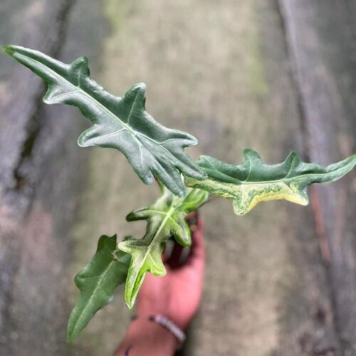 Alocasia portei variegated