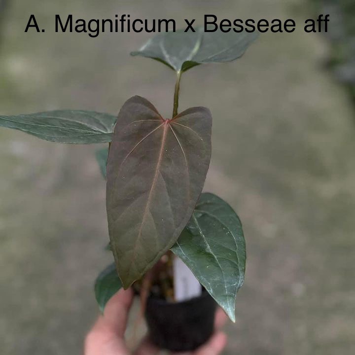Anthurium Magnificum x Besseae aff