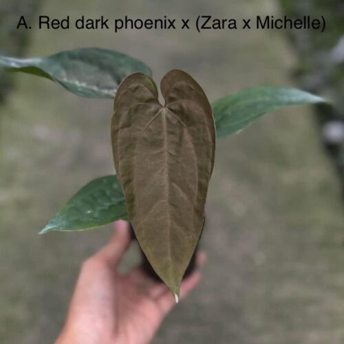 Anthurium Red Dark Phoenix X (Zara x Michelle)