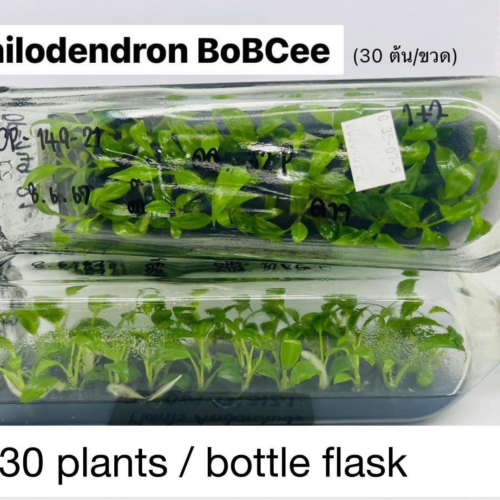 Tissue Culture - Philodendron Bob Cee 10 plants