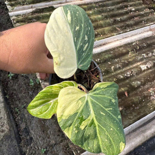 Philodendron Gloriosum Variegated